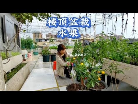 頂樓適合種什麼|【頂樓適合種什麼】頂樓種什麼植物才有效降温？必。